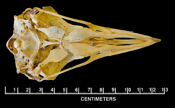 Craniata