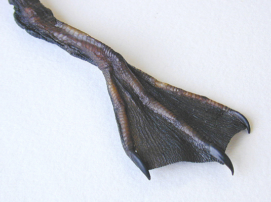 Deuterostomia