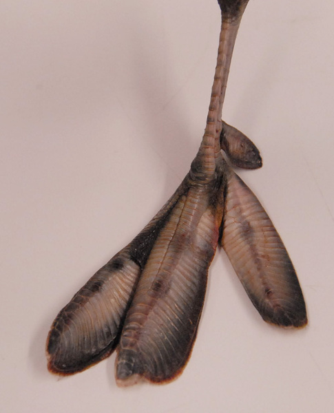 Euteleostomi