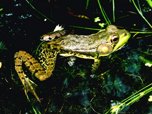 Amphibia