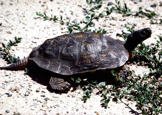 Eumetazoa