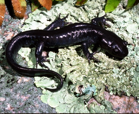 Ambystoma