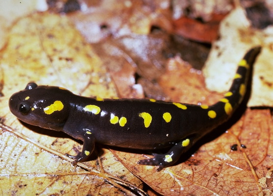 Ambystoma