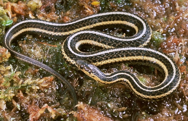 Photo of Thamnophis butleri