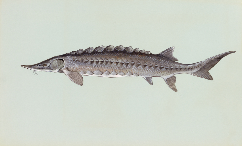 atlanticsturgeon