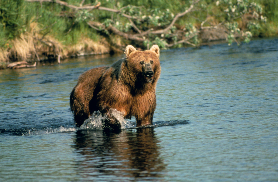 Ursus arctos