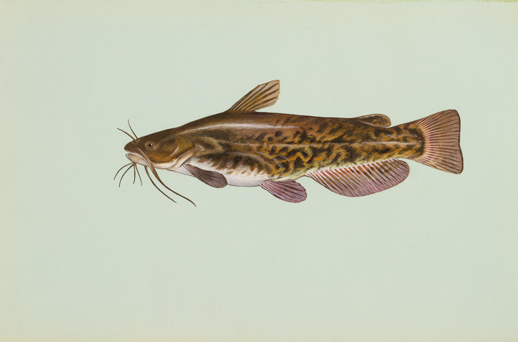 Photo of Ameiurus nebulosus