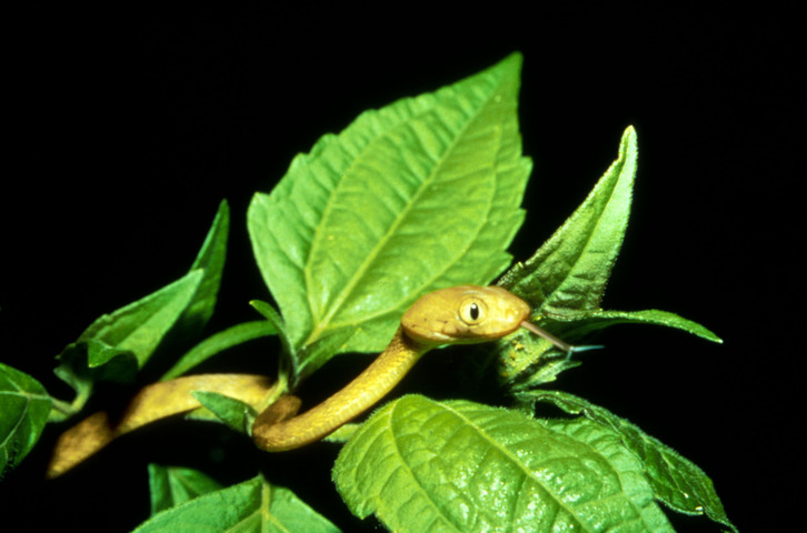 Photo of Boiga irregularis