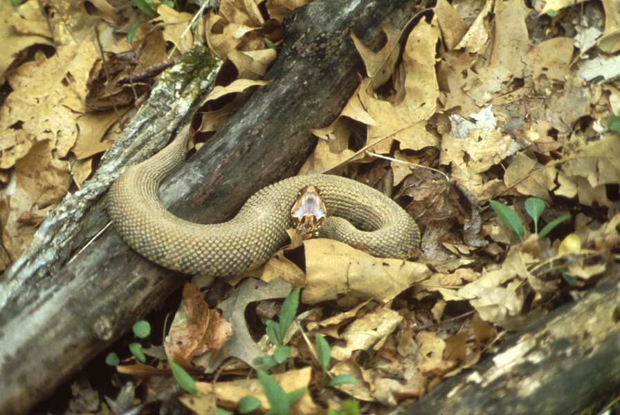 cottonmouth