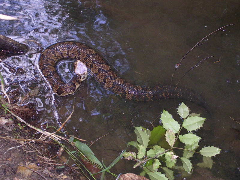 Euteleostomi