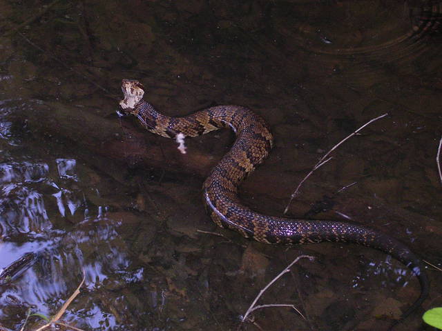 Photo of Agkistrodon piscivorus