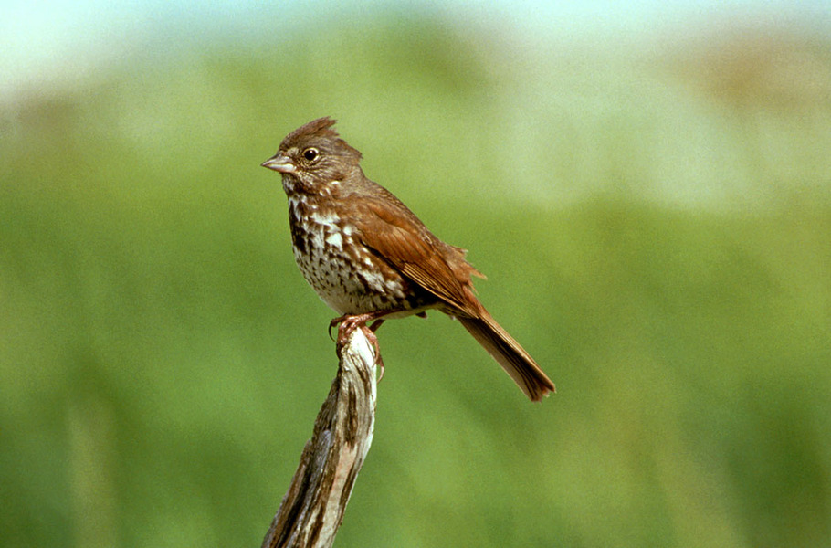 foxsparrow