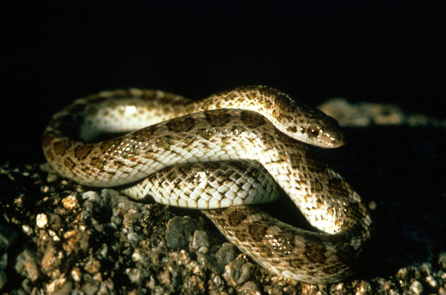 Arizona elegans