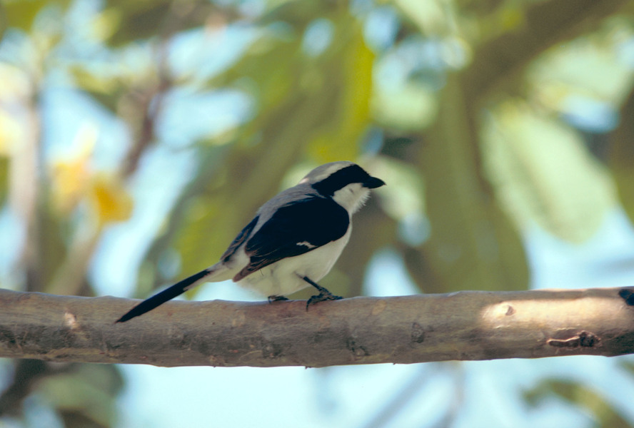 graybackedfiscalshrike