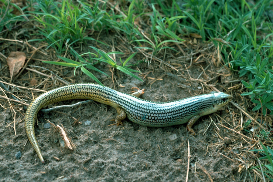 Plestiodon obsoletus