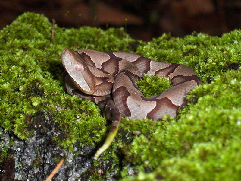 Agkistrodon contortrix