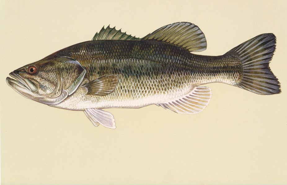 Micropterus salmoides