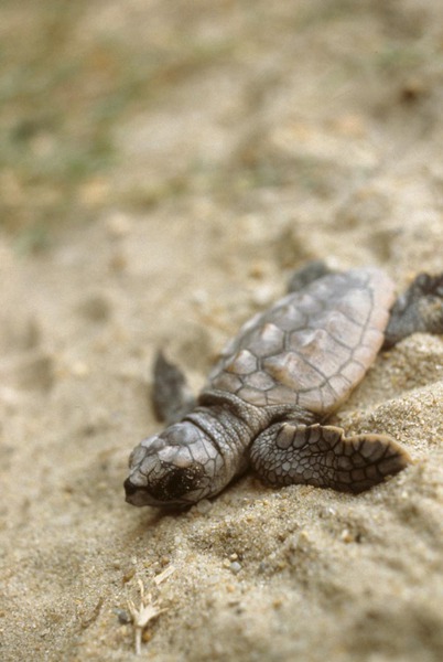 loggerheadhatchling