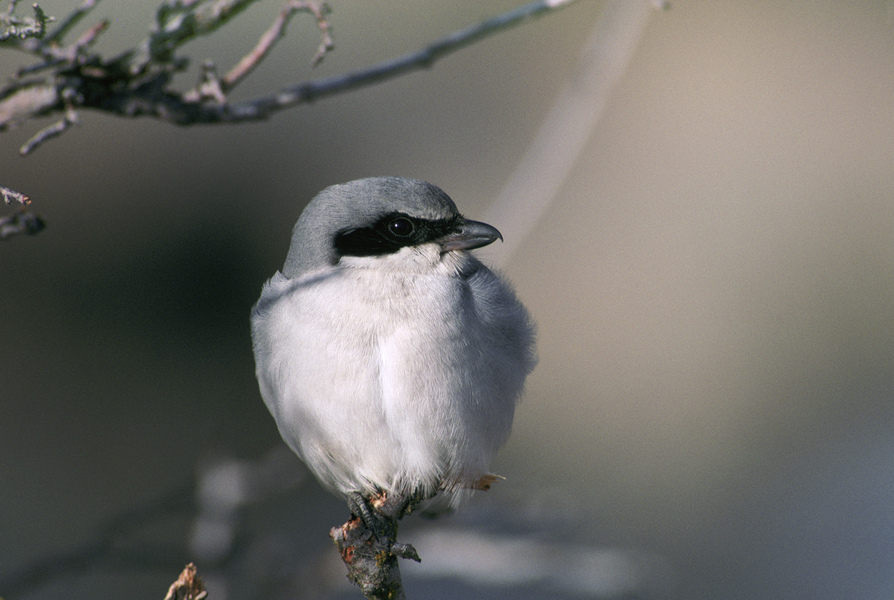 loggerheadshrike