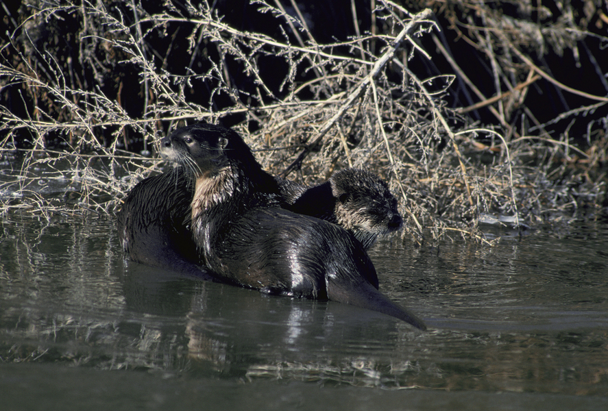 Tetrapoda