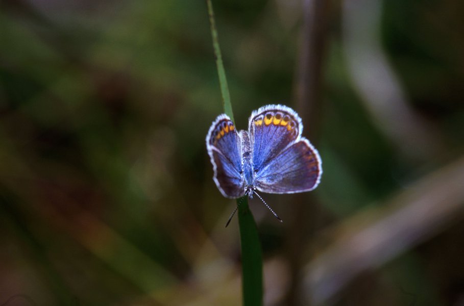 Papilionoidea