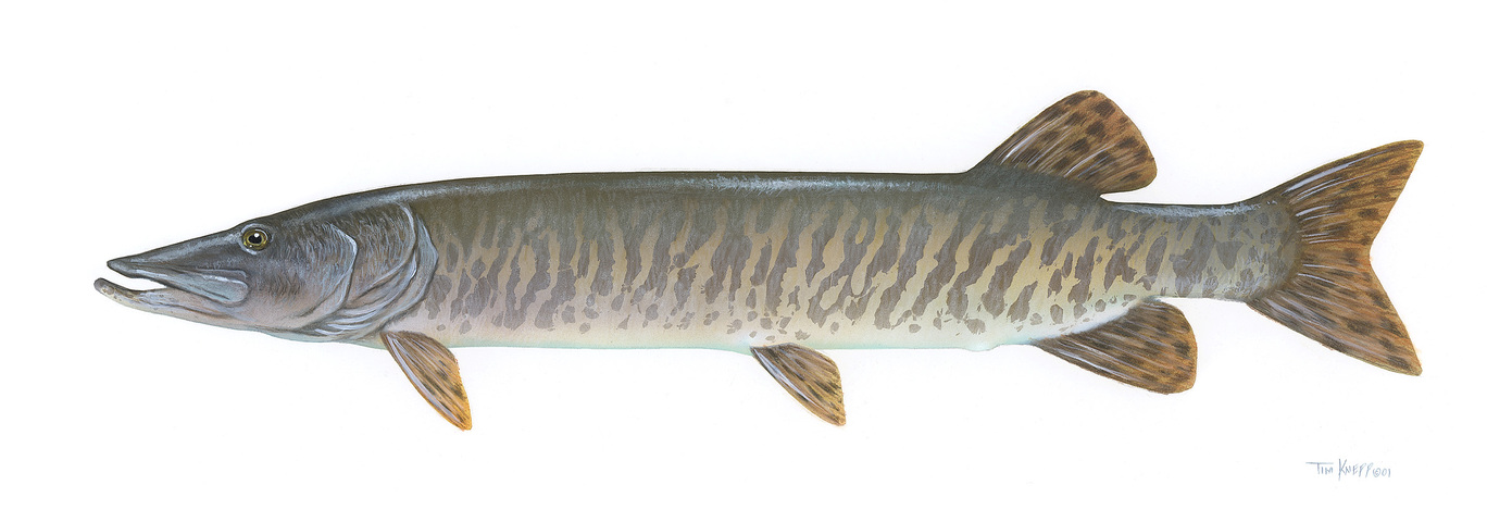 Photo of Esox masquinongy