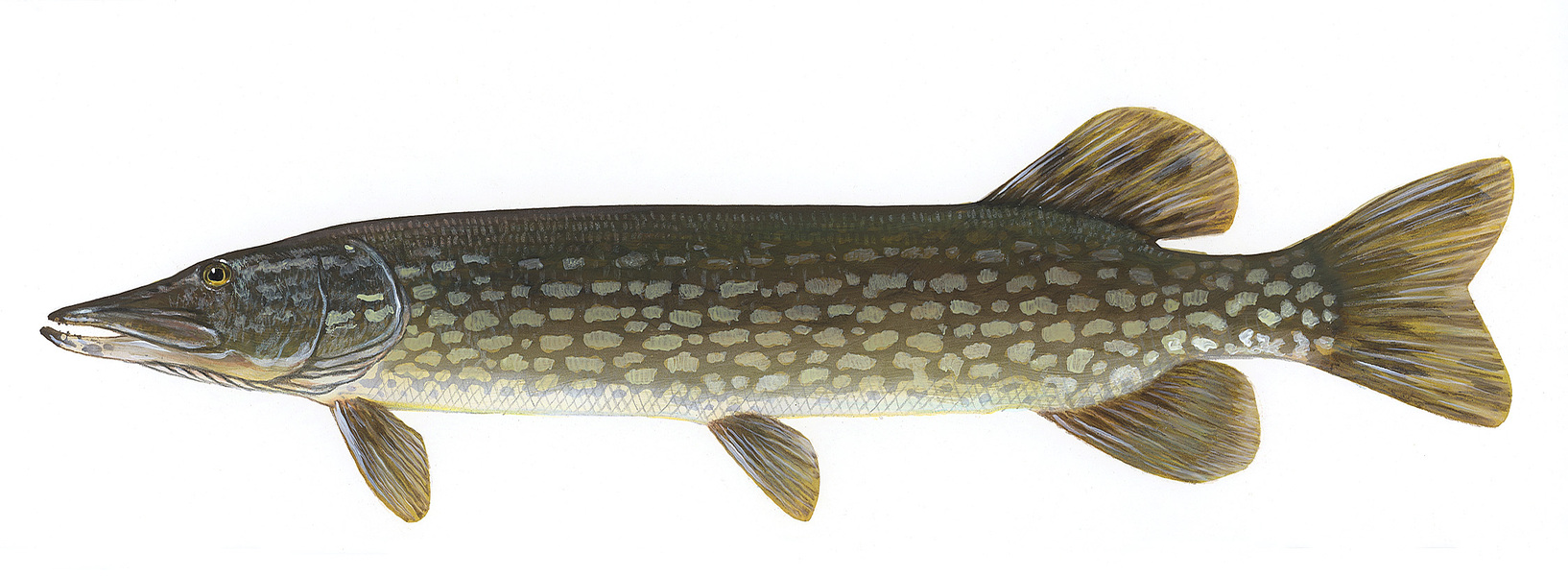 Esox lucius