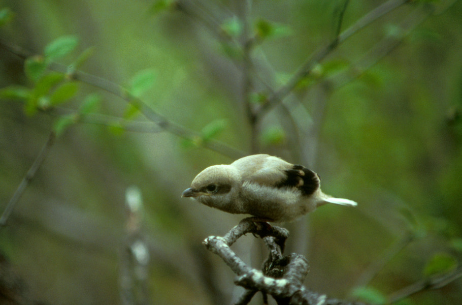 northernshrike