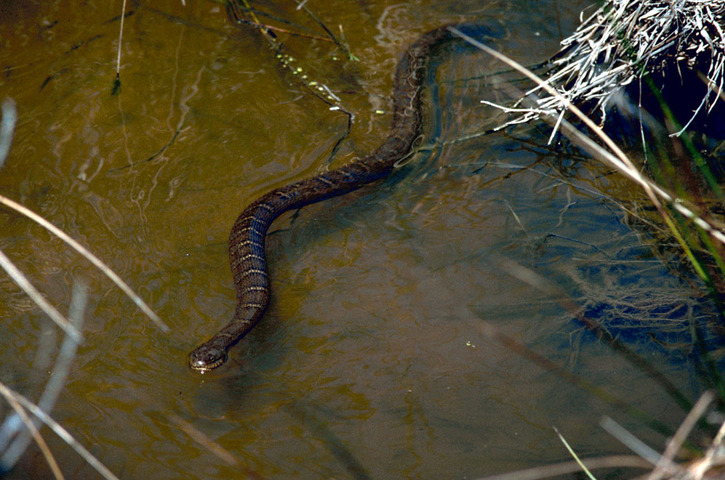 Photo of Nerodia sipedon