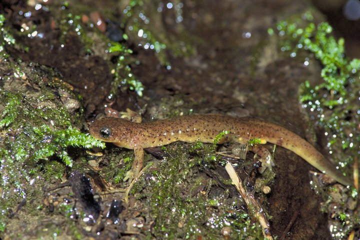 Photo of Rhyacotriton olympicus