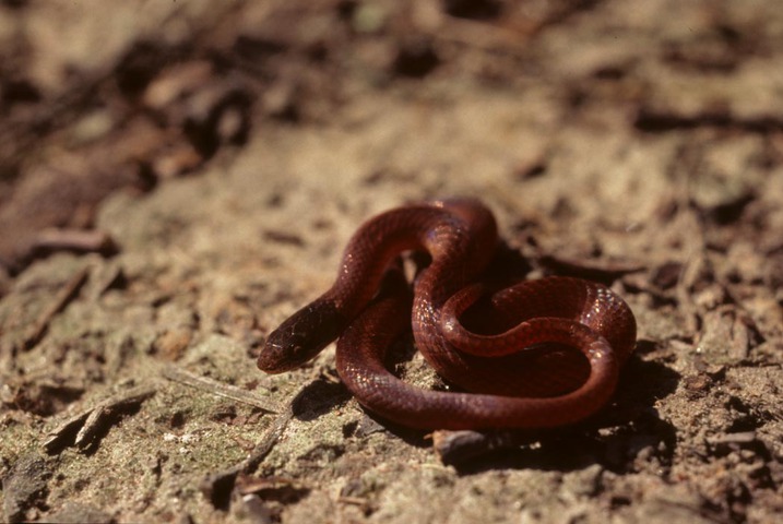 Photo of Rhadinaea flavilata