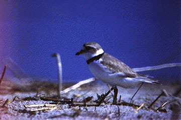 Charadrius semipalmatus