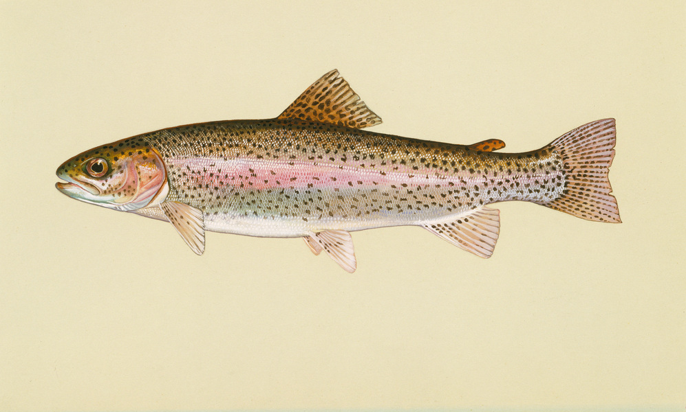 rainbowtrout5