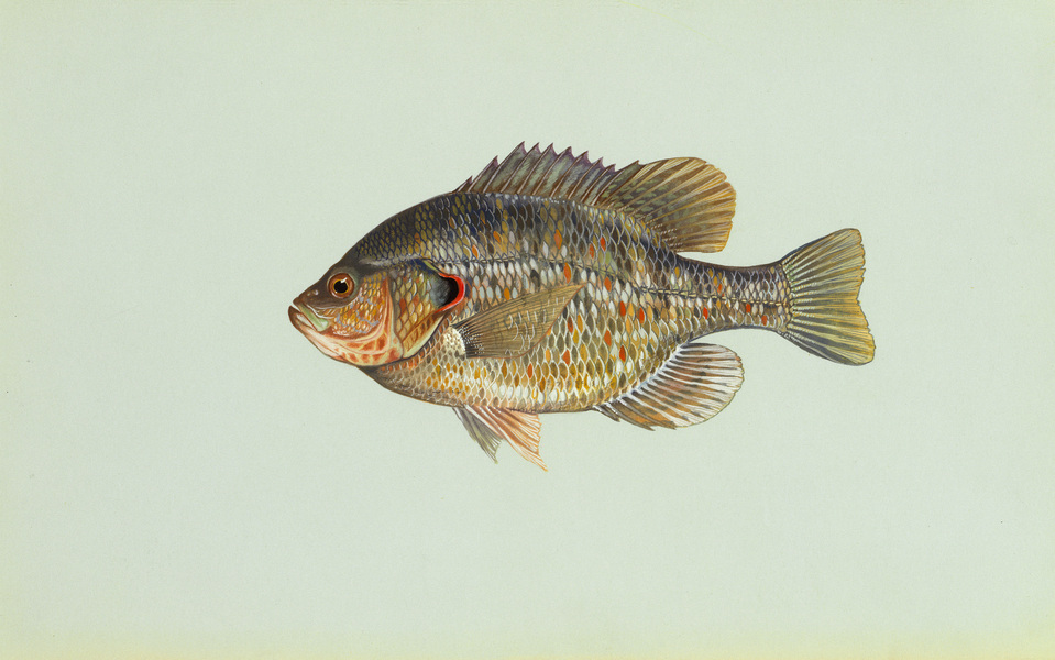 redearsunfish