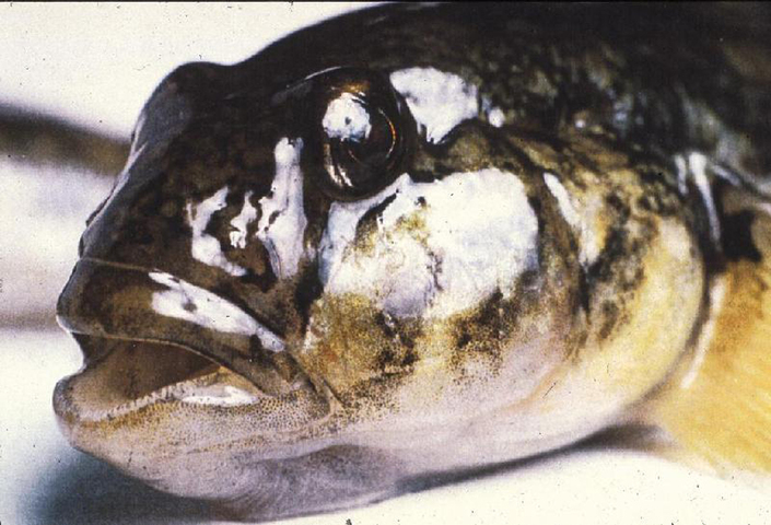 Photo of Neogobius melanostomus