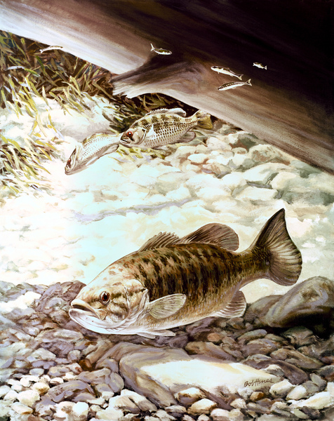 Micropterus dolomieu