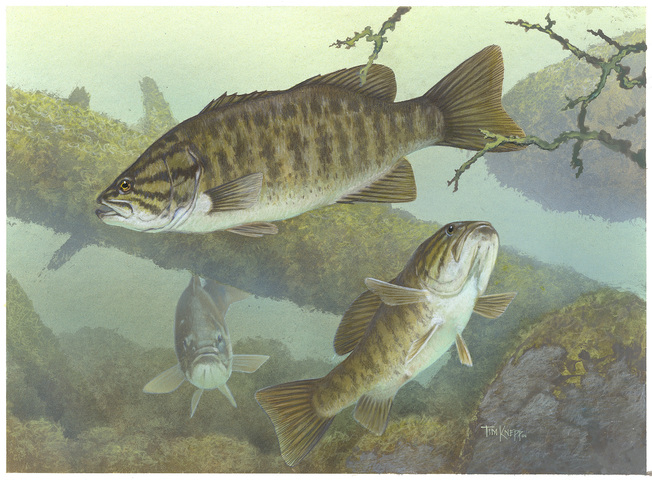 Photo of Micropterus dolomieu