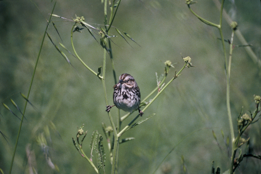 Tetrapoda