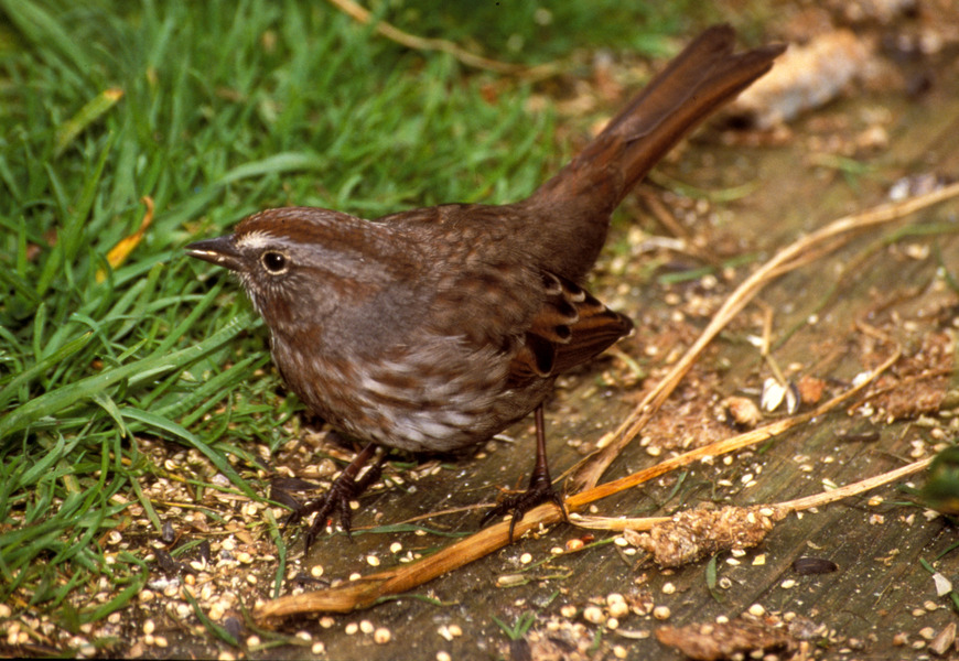 Emberizidae