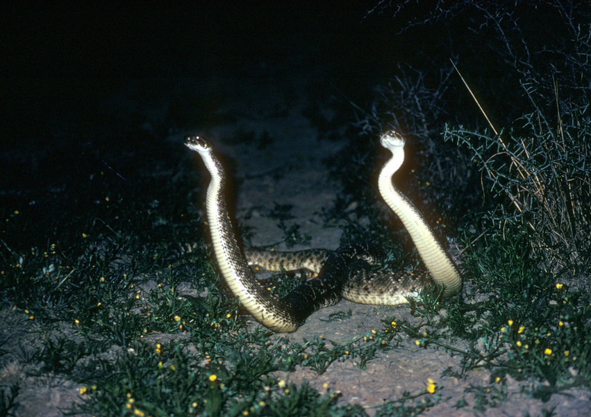 Crotalus atrox