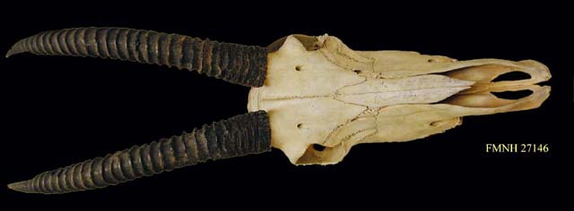 hippotragus_equinus_1