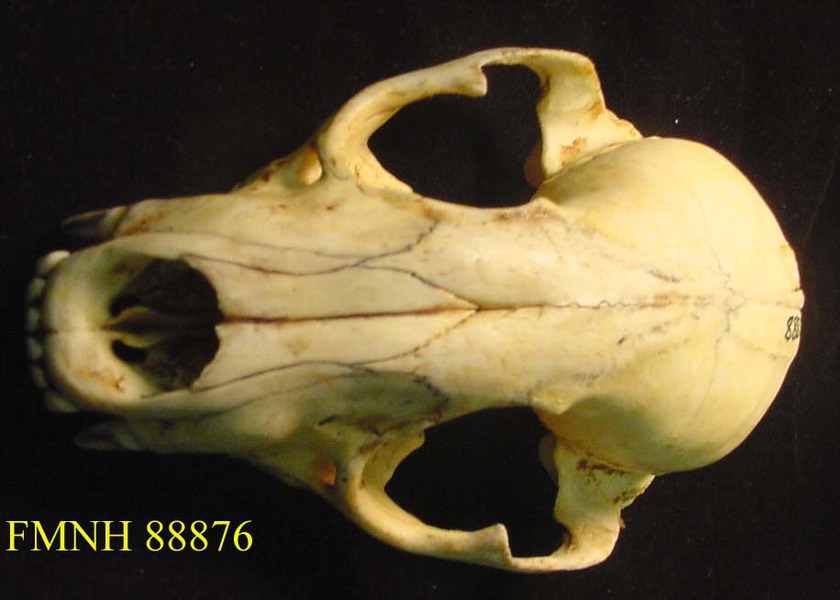 Craniata