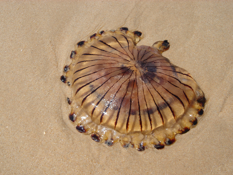 Cnidaria