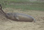 femaleelephseal