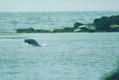 harborseal2