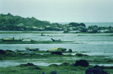 harborseals