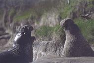 maleelephseals