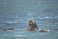 maleelephseals2