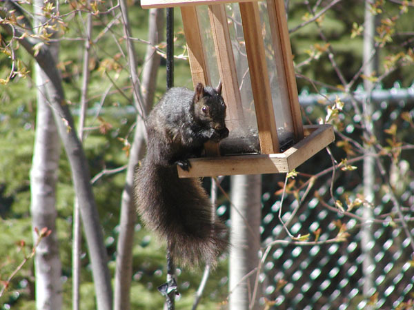 Sciurus carolinensis