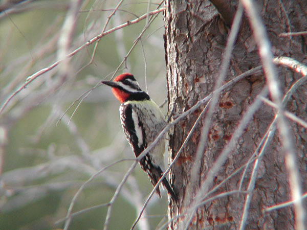 Piciformes